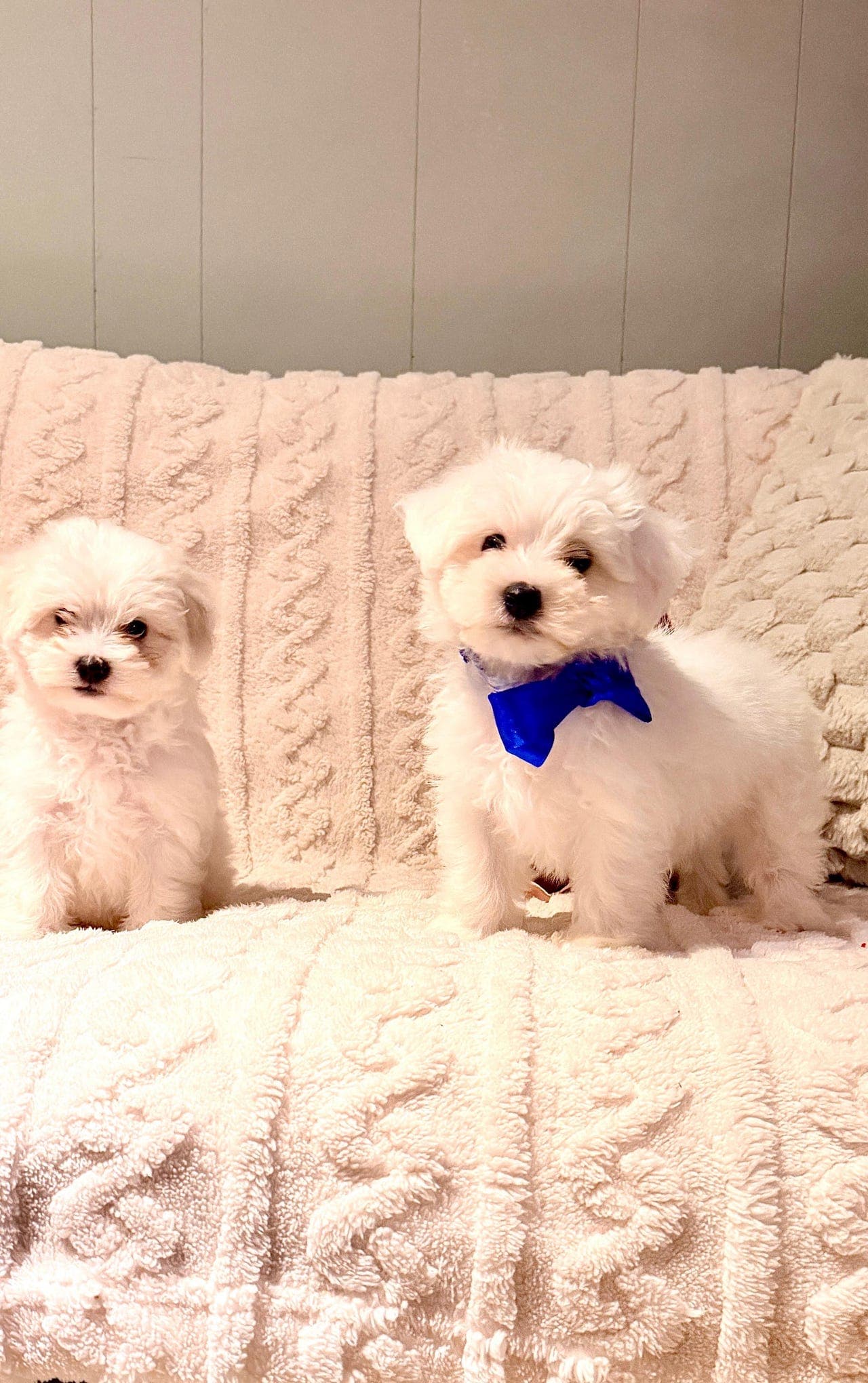 🐶💖 Nydelige Bichon-valper til salgs – 1 hann & 1 tispe (4 måneder) 💖🐶
