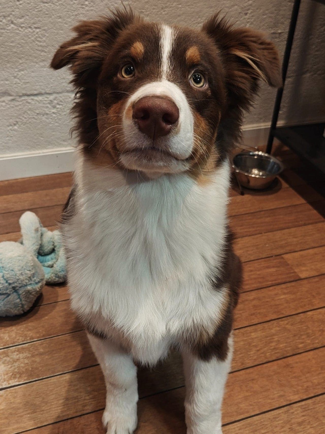 Aussie gutt på 6 mnd vurderes omplassert