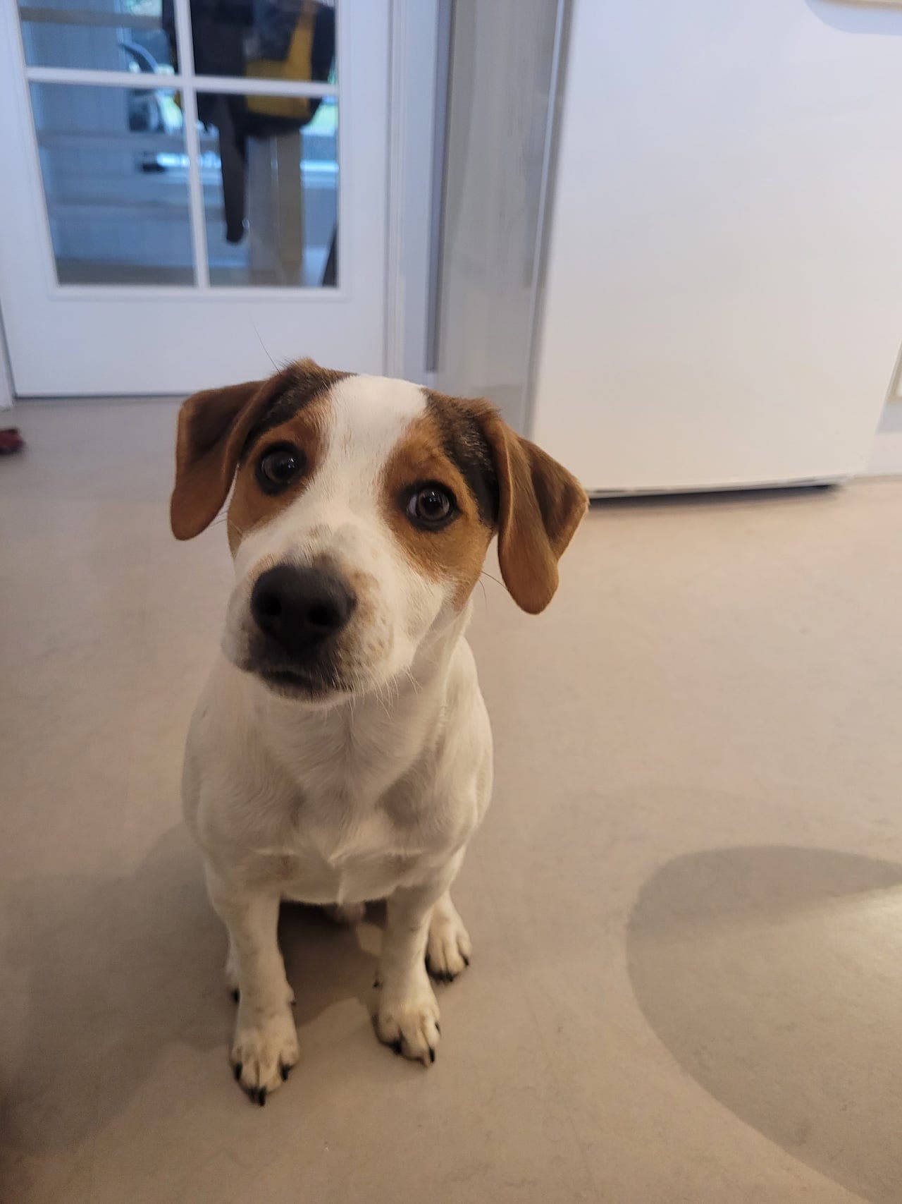 Dansk svensk gårdshund omplasseres