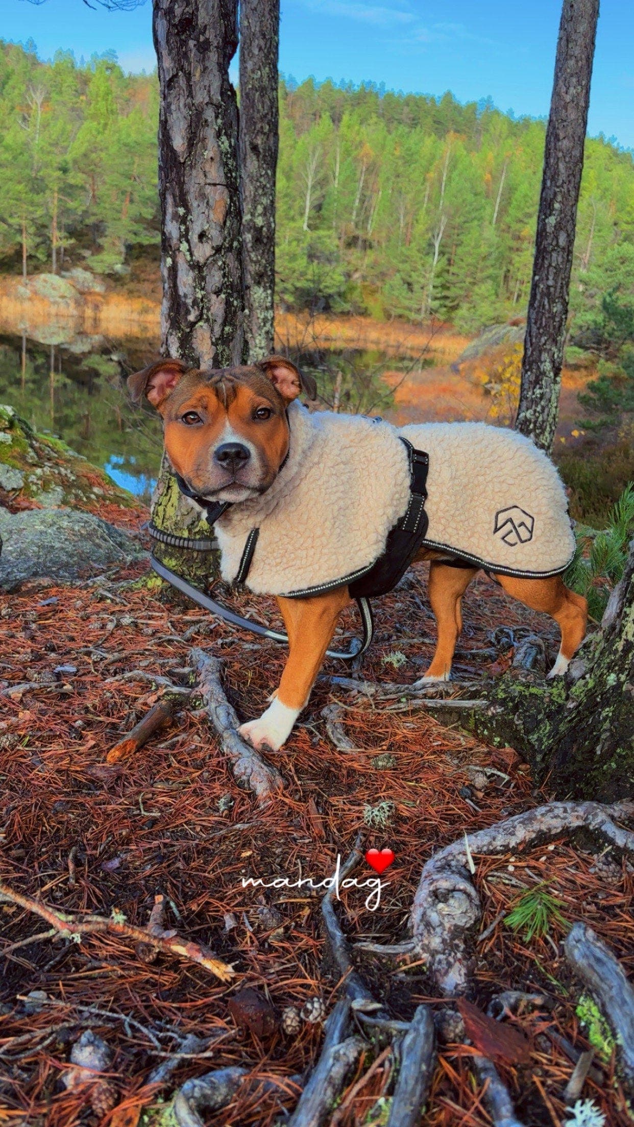 9 måneder gammel staffordshire bull terrier tispe selges