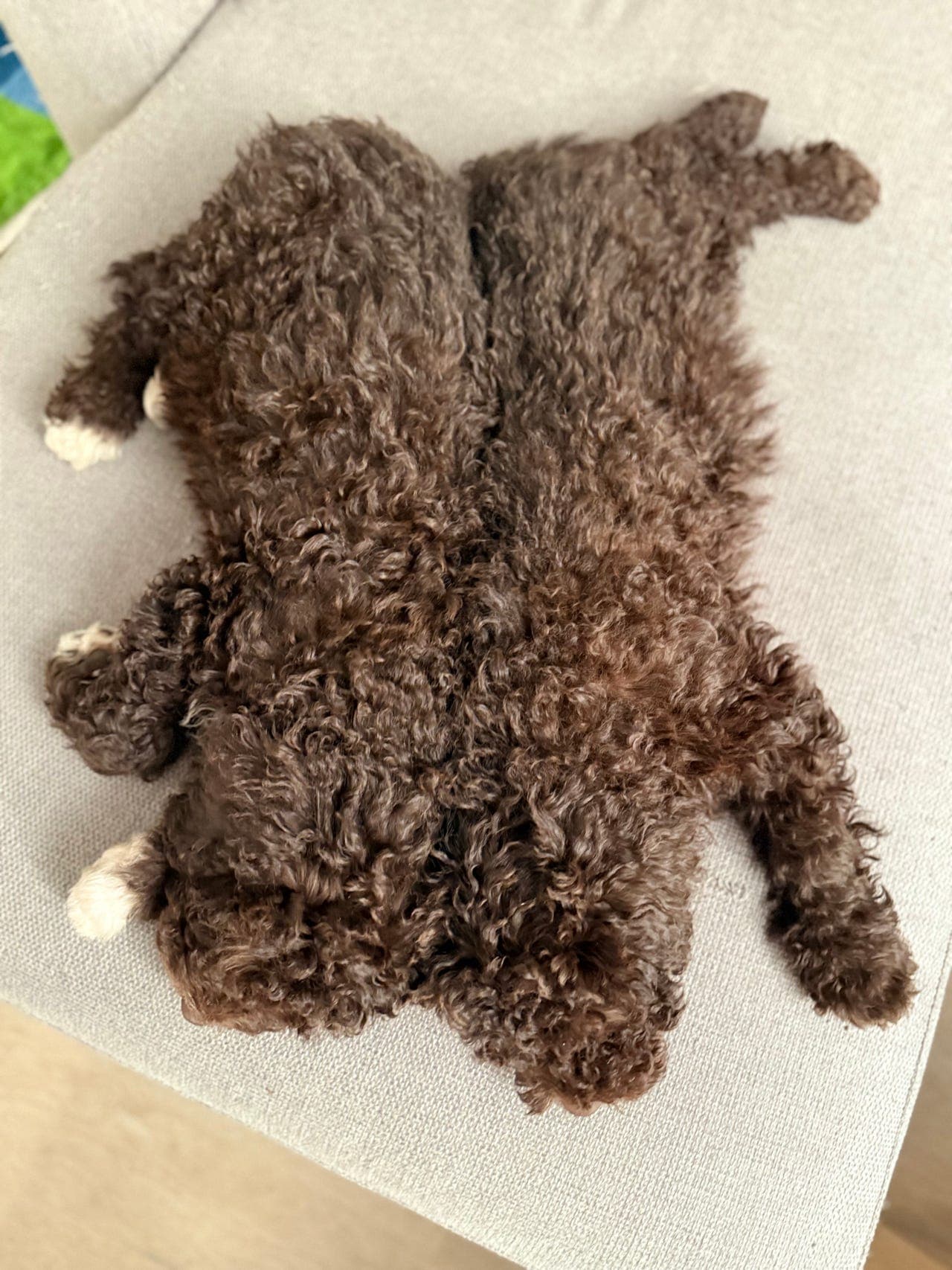 Søker hundepassere til spansk vannhund ❤️