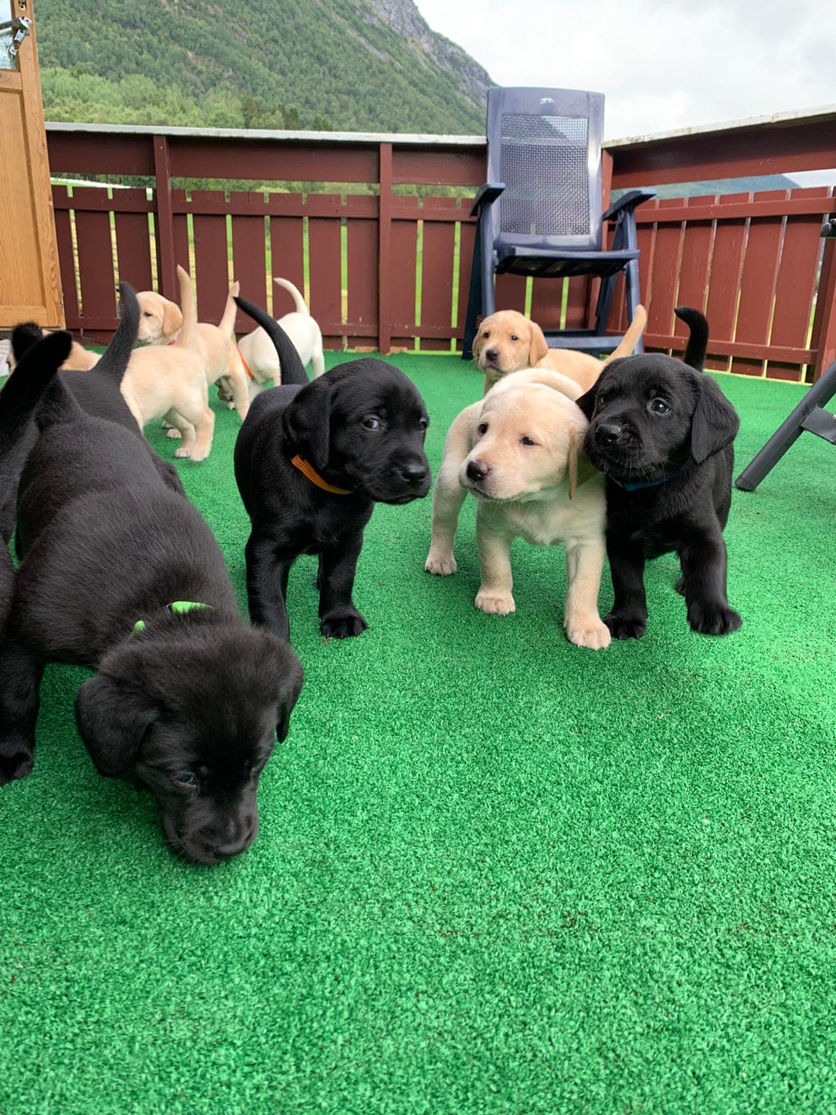 Jaktlabrador-valp, reinrasa NKK-registrert (1 hannhund igjen)