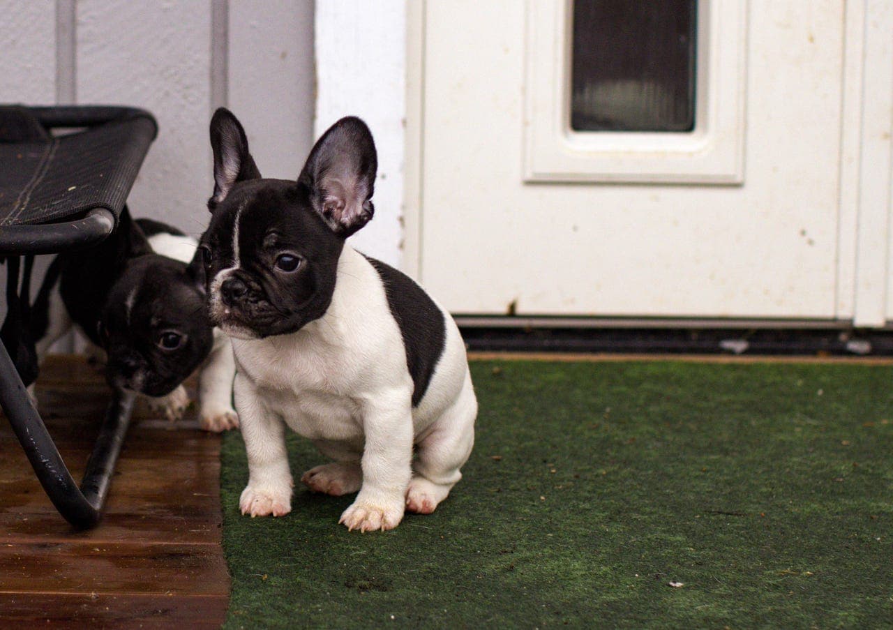 Fransk bulldog hannvalp ledig