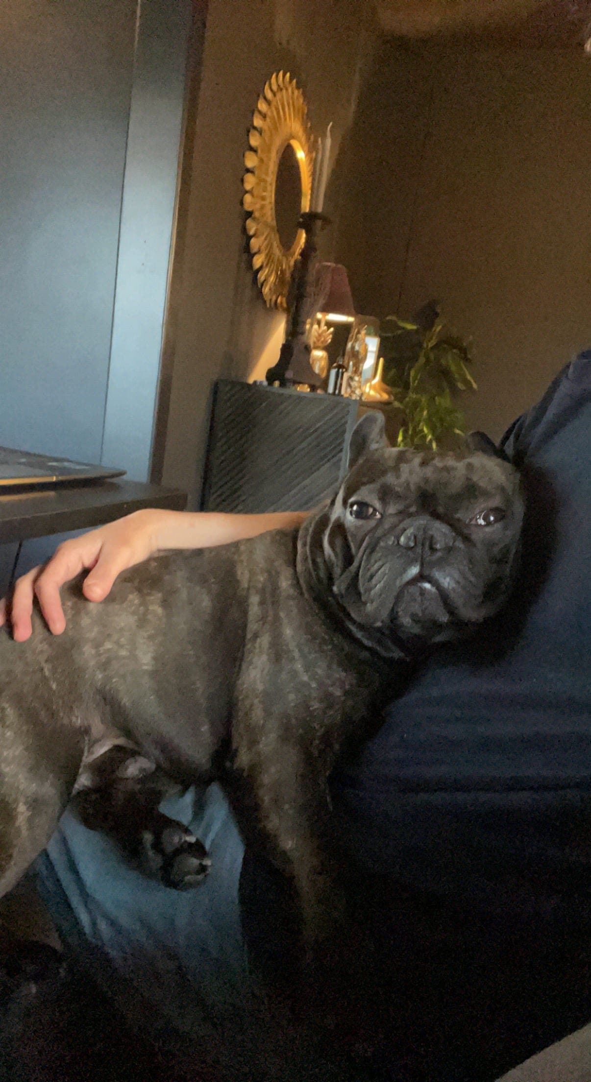 Verden beste fransk bulldog. Vurderes omplassert