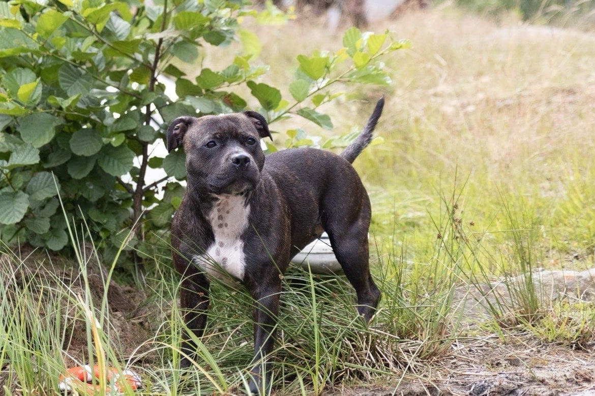Staffordshire Bull Terrier valper ventes