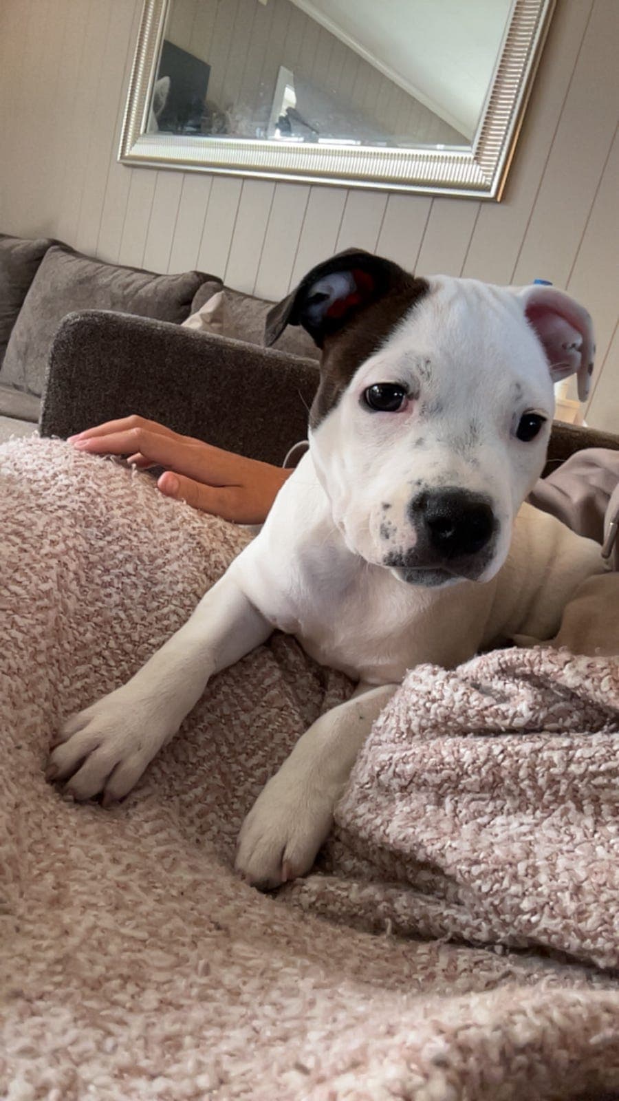 Staffordshire Bull Terrier valper, 1 valp ledig!