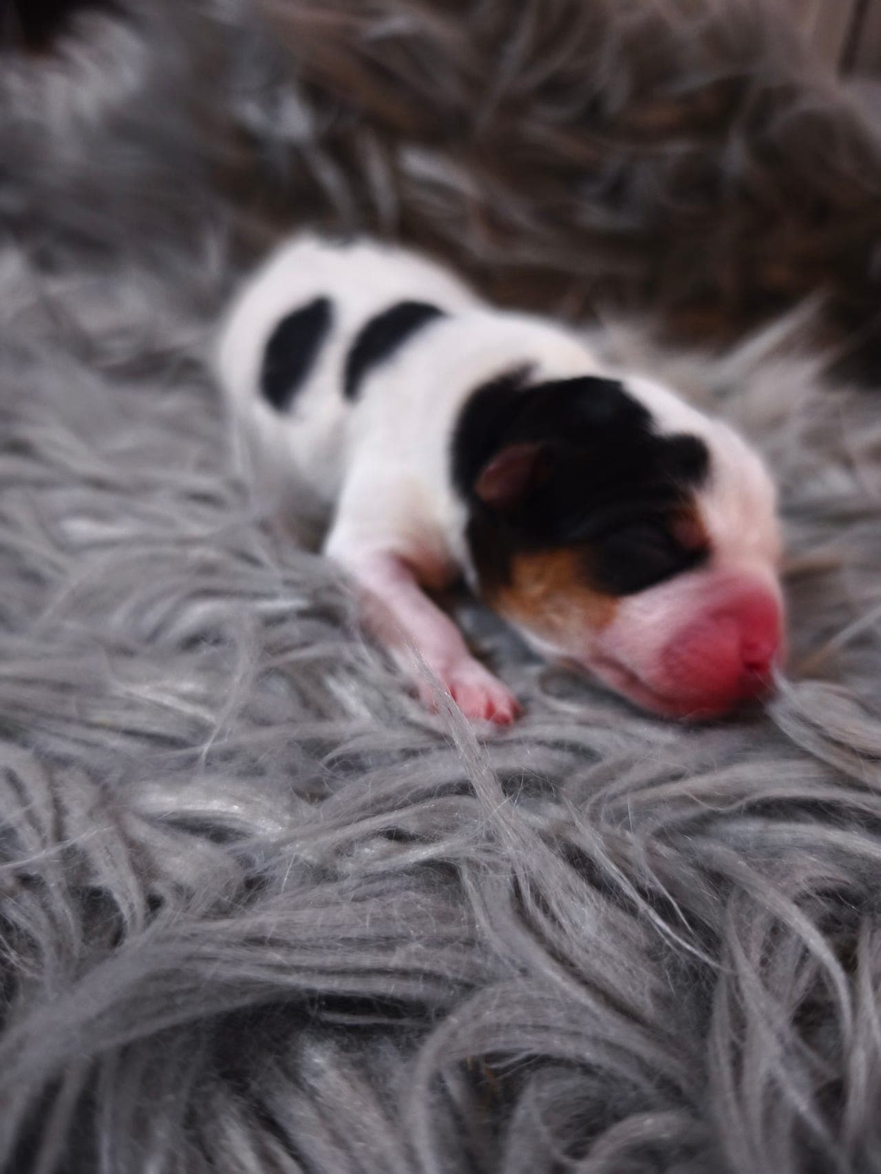 Dansk svensk gårdshund valper