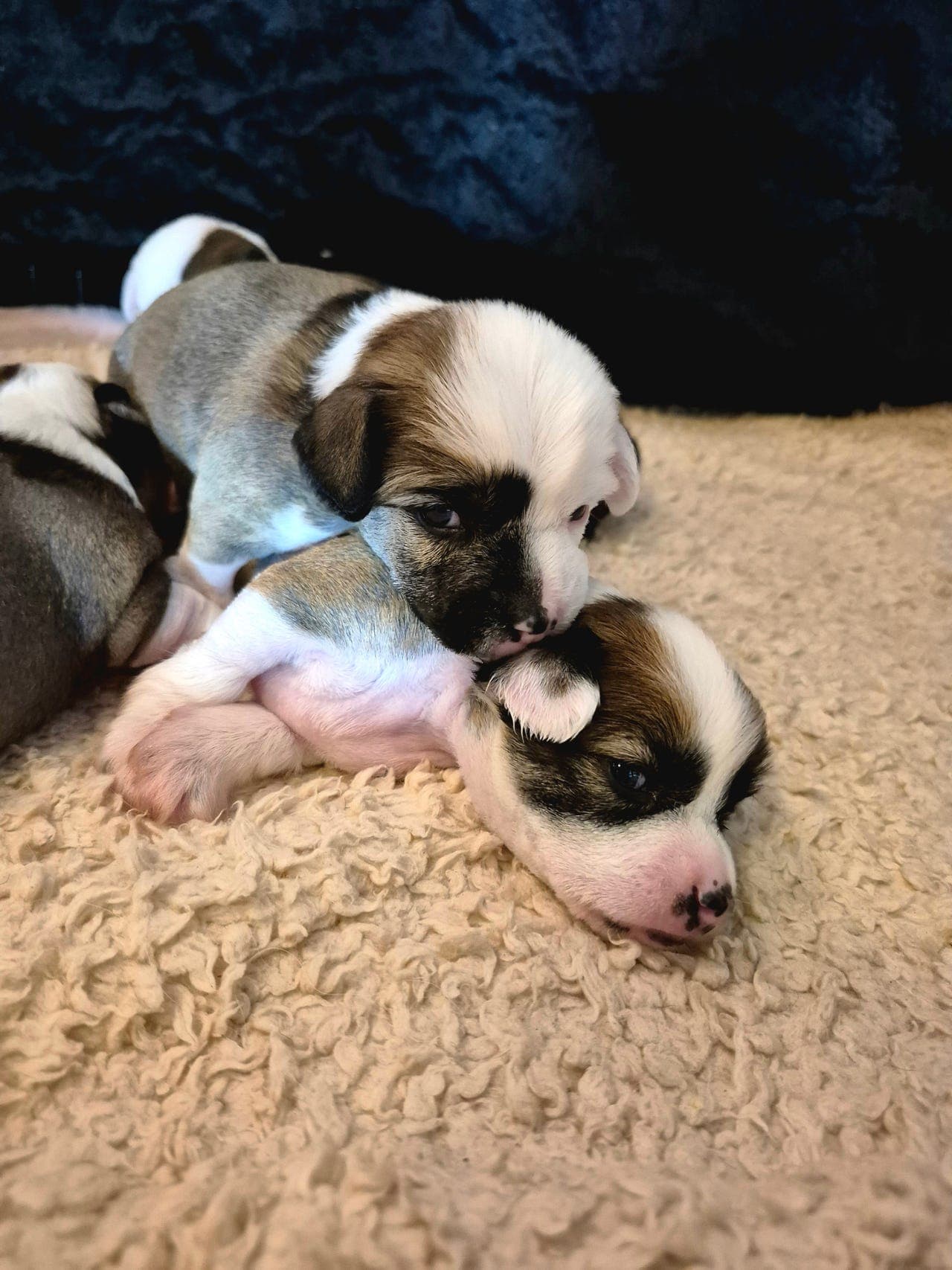 💙 Chinese crested valp - Gutt 💙
