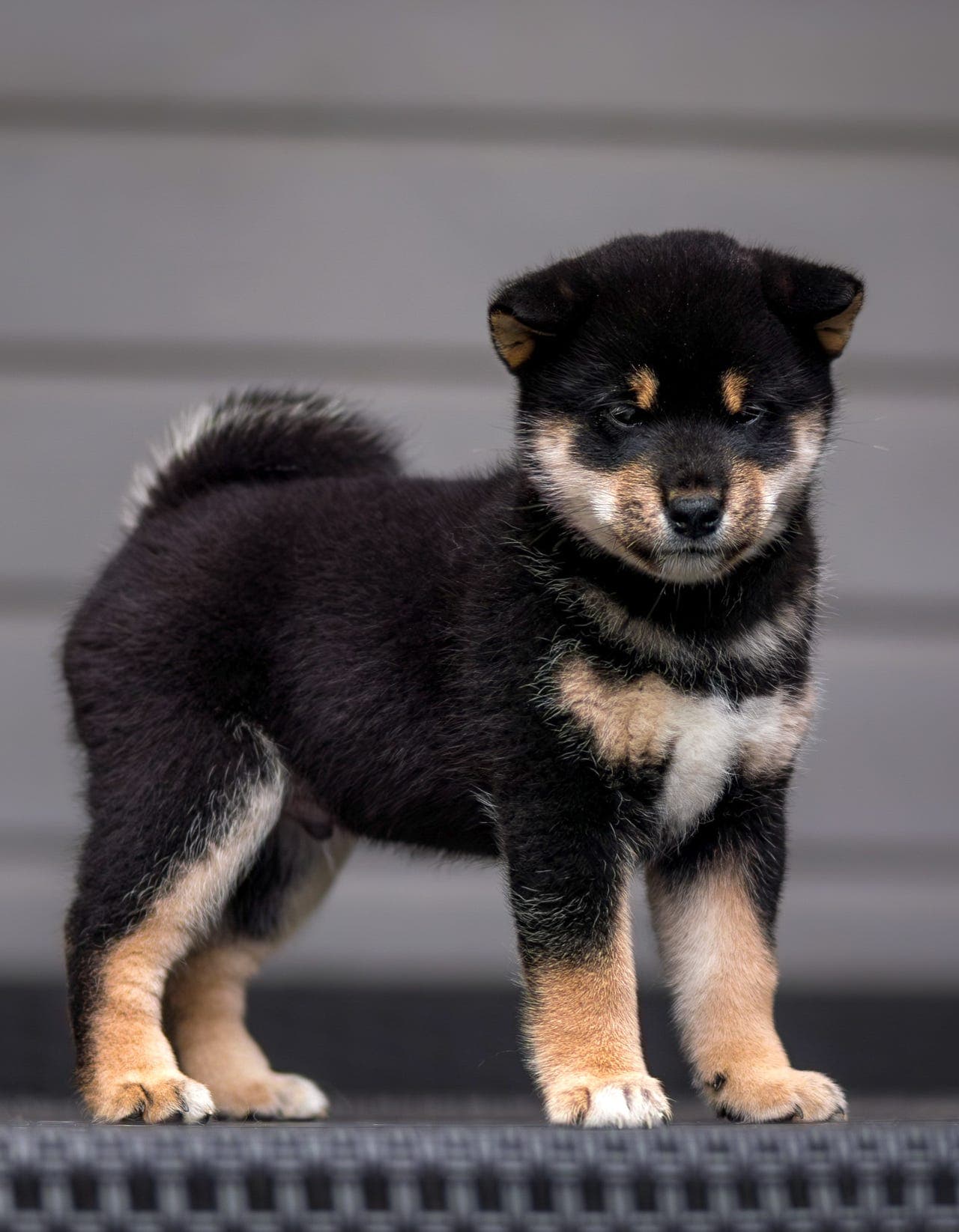 Nydelig BT shiba hannvalp (med mulighet for deleie/halvfor)