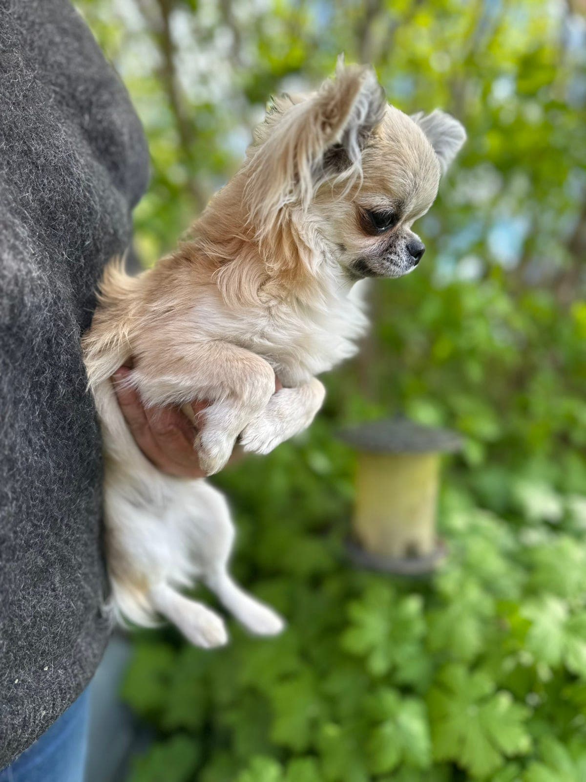 Chihuahua hannvalp registrert i Nkk