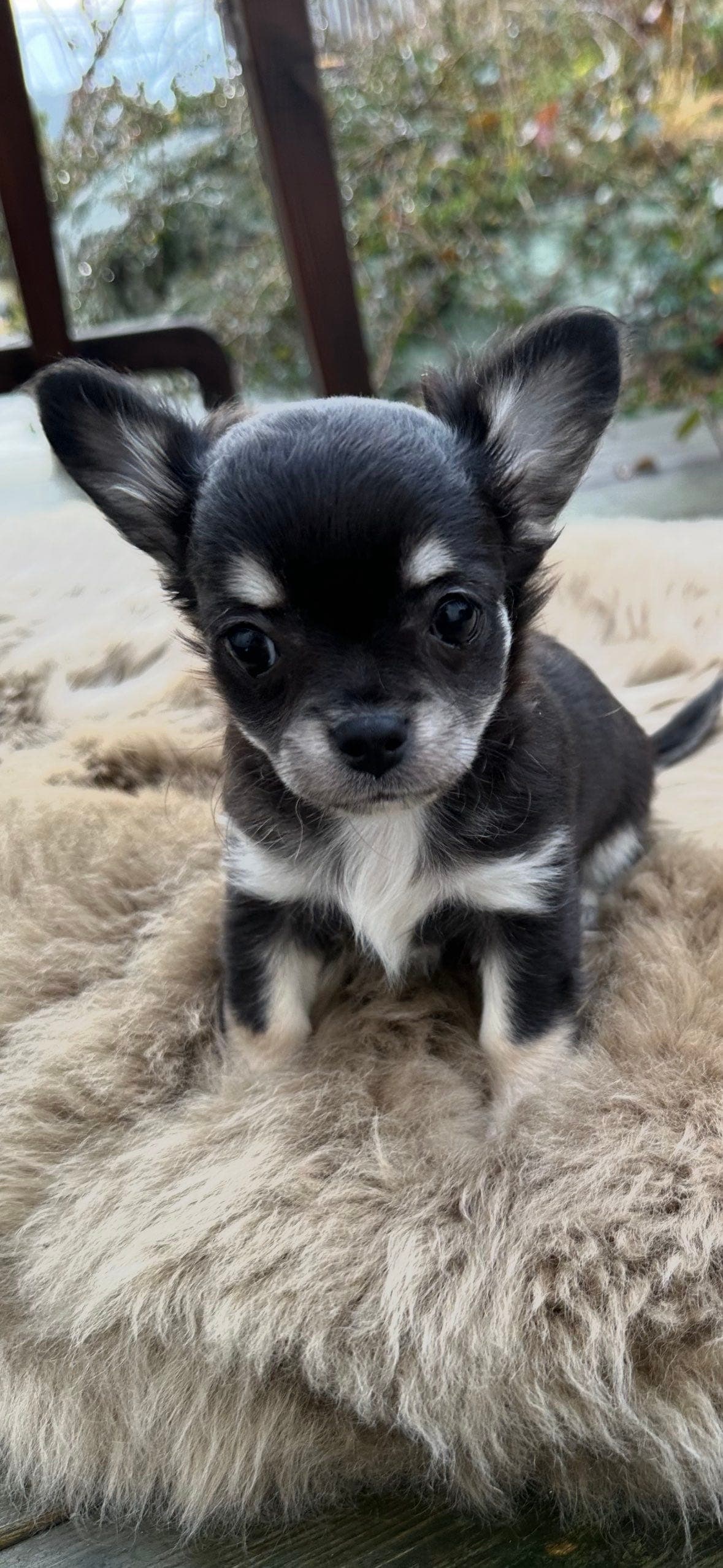 Chihuahua tispevalp, langhår registrert i Nkk