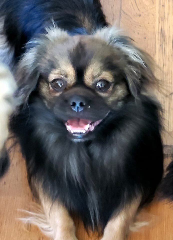 Tibetansk spaniel hanne 3,5 år.