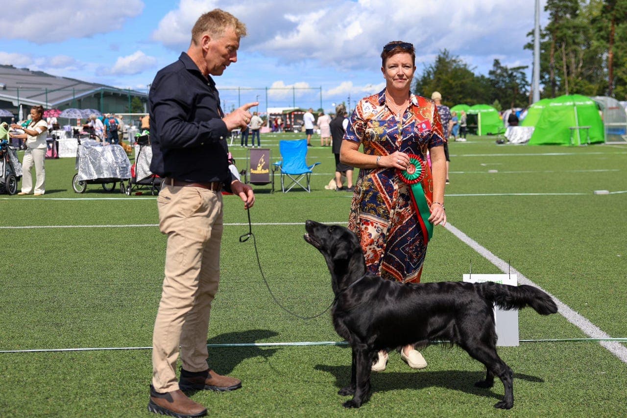 Flat Coated retriever valper ventes ca 11 februar