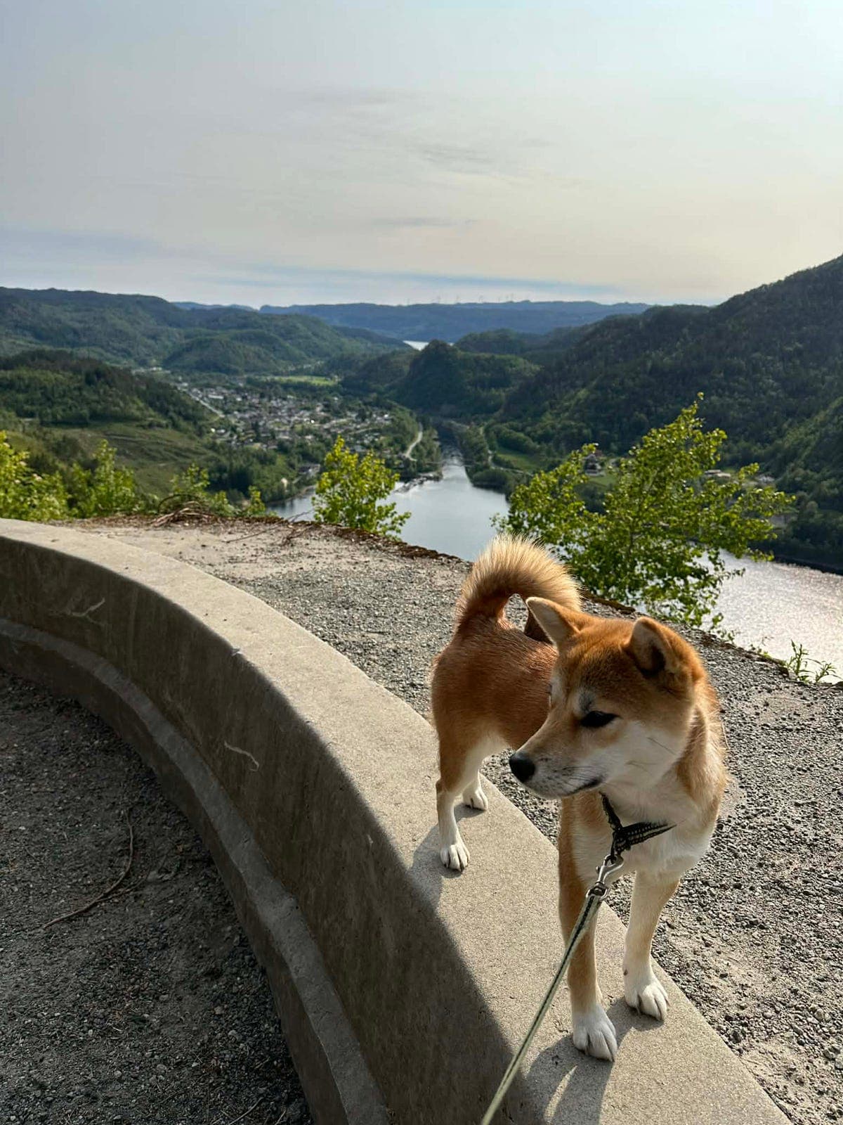 Nydelig Shiba omplasseres