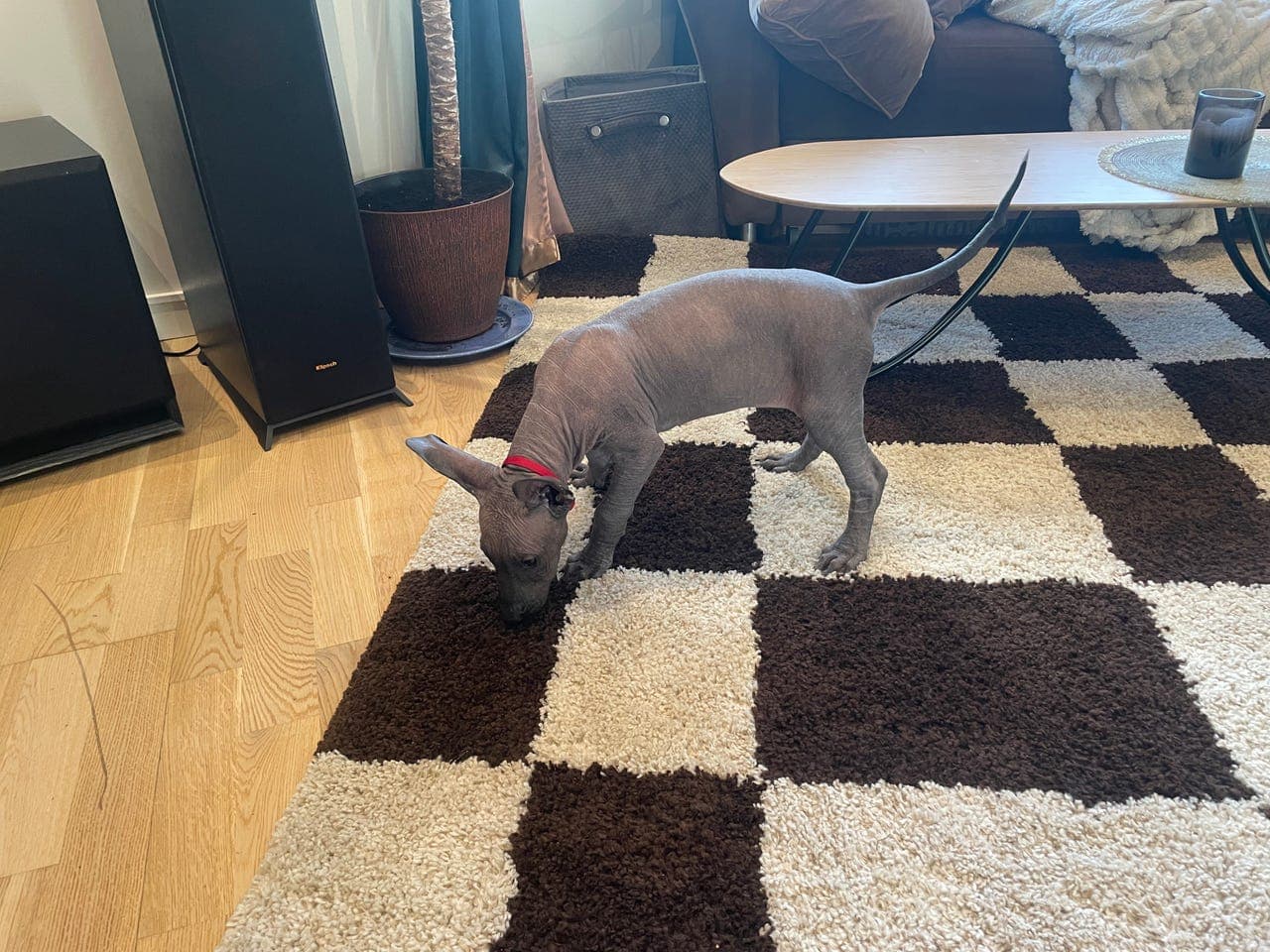 Xoloinzcuintle Stor, Mexikansk naken