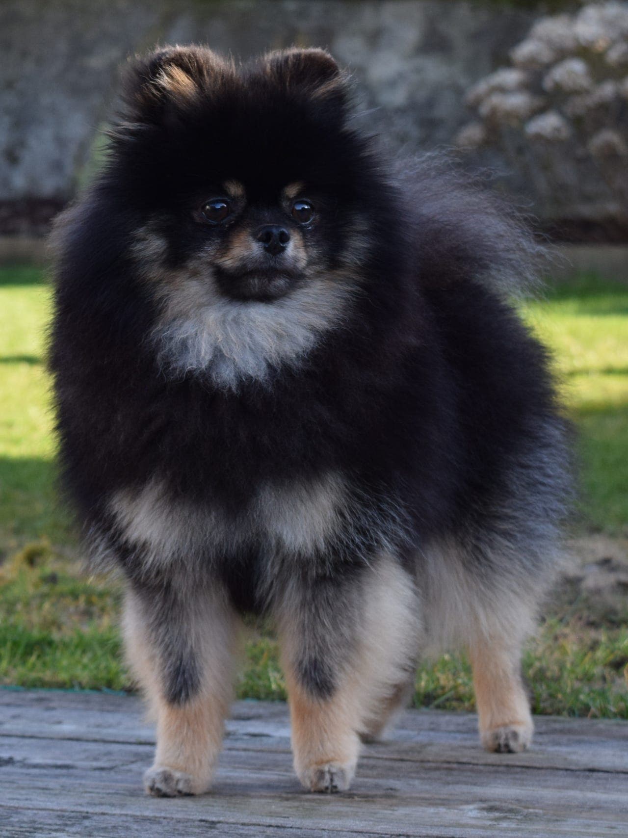 Fôravtale - Pomeranian hann, Rogaland