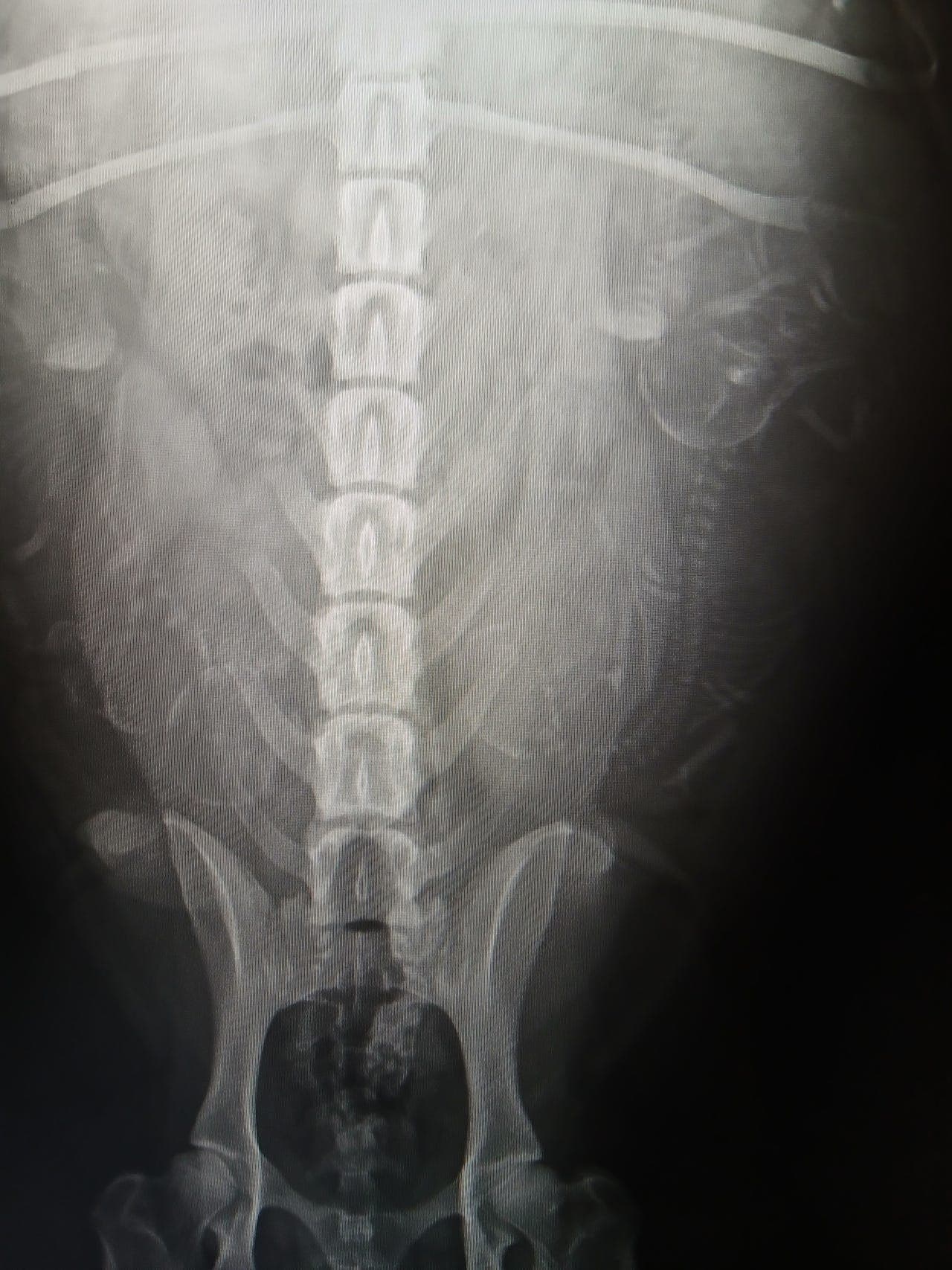 Hei, vi venter valper  nå like før jul🐾🐾🐾🐾🐾🐾