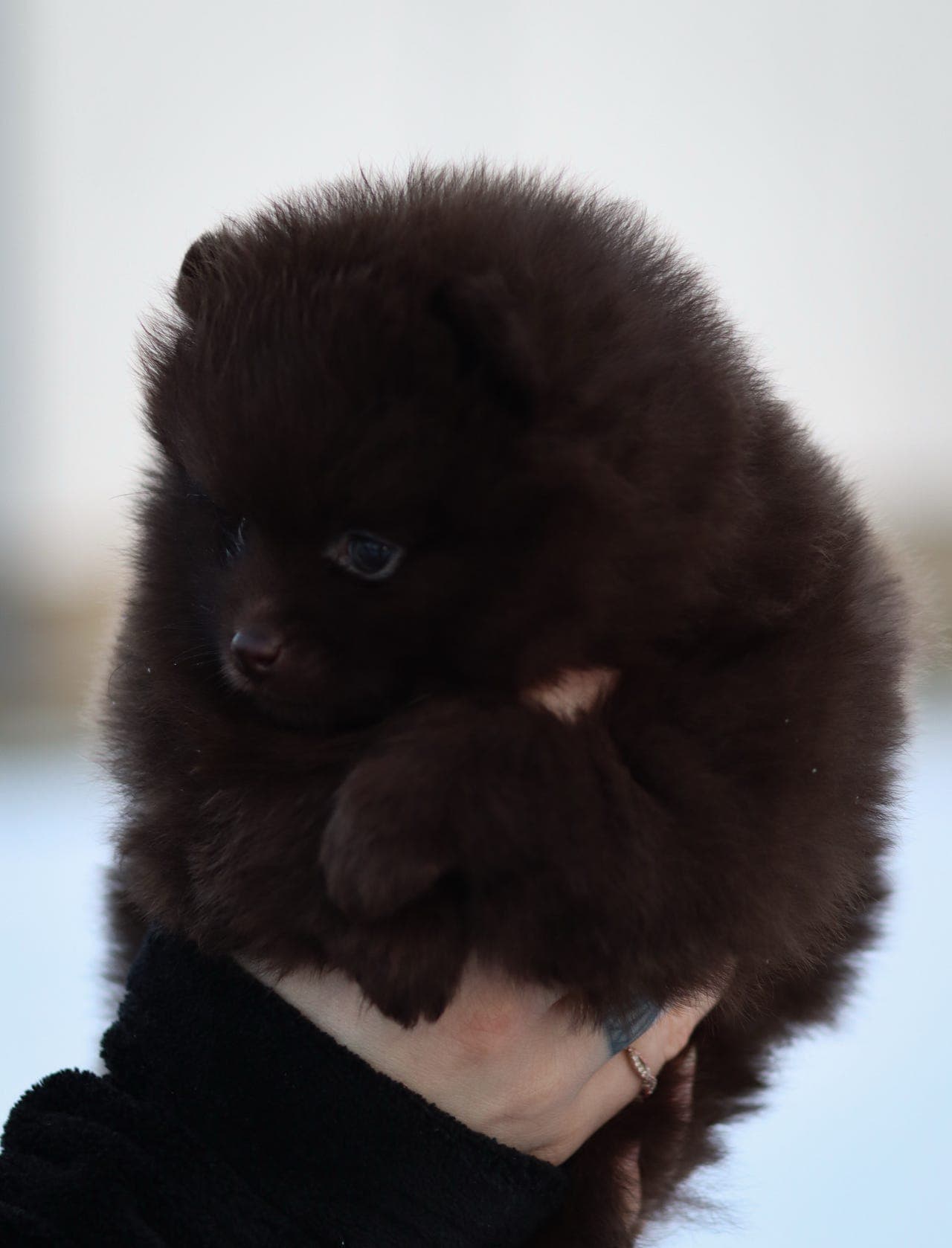 Deleier til Kleinspitz tispe