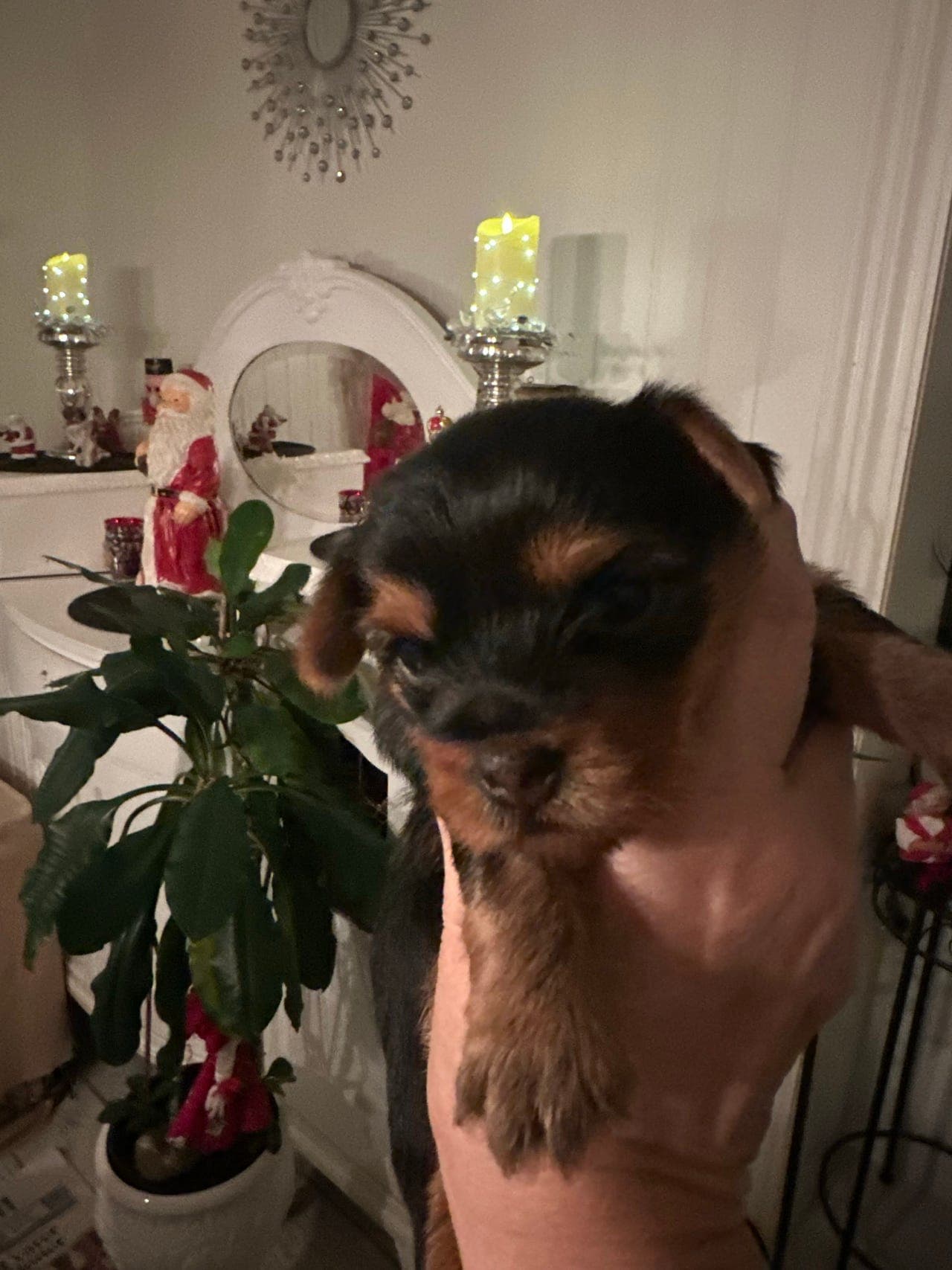 Yorkshire terrier valper reg i NKK