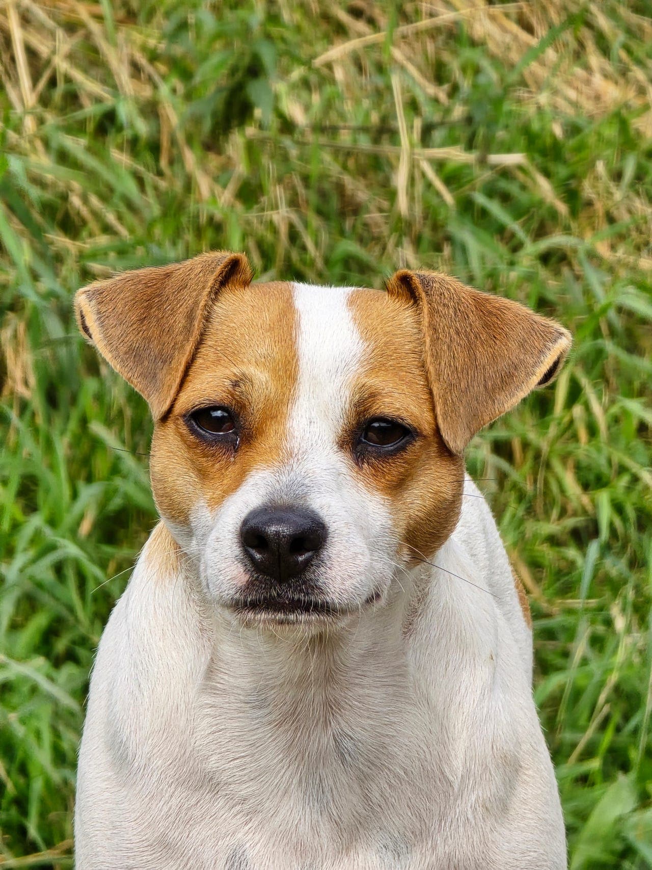 Dansk svensk gårdshund valper, Nkk registrerte