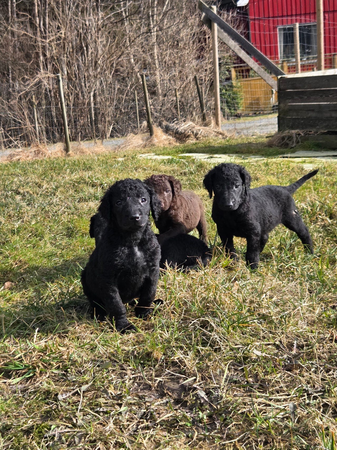 Ledige Curly coated retriever valper hos seriøs oppdretter.