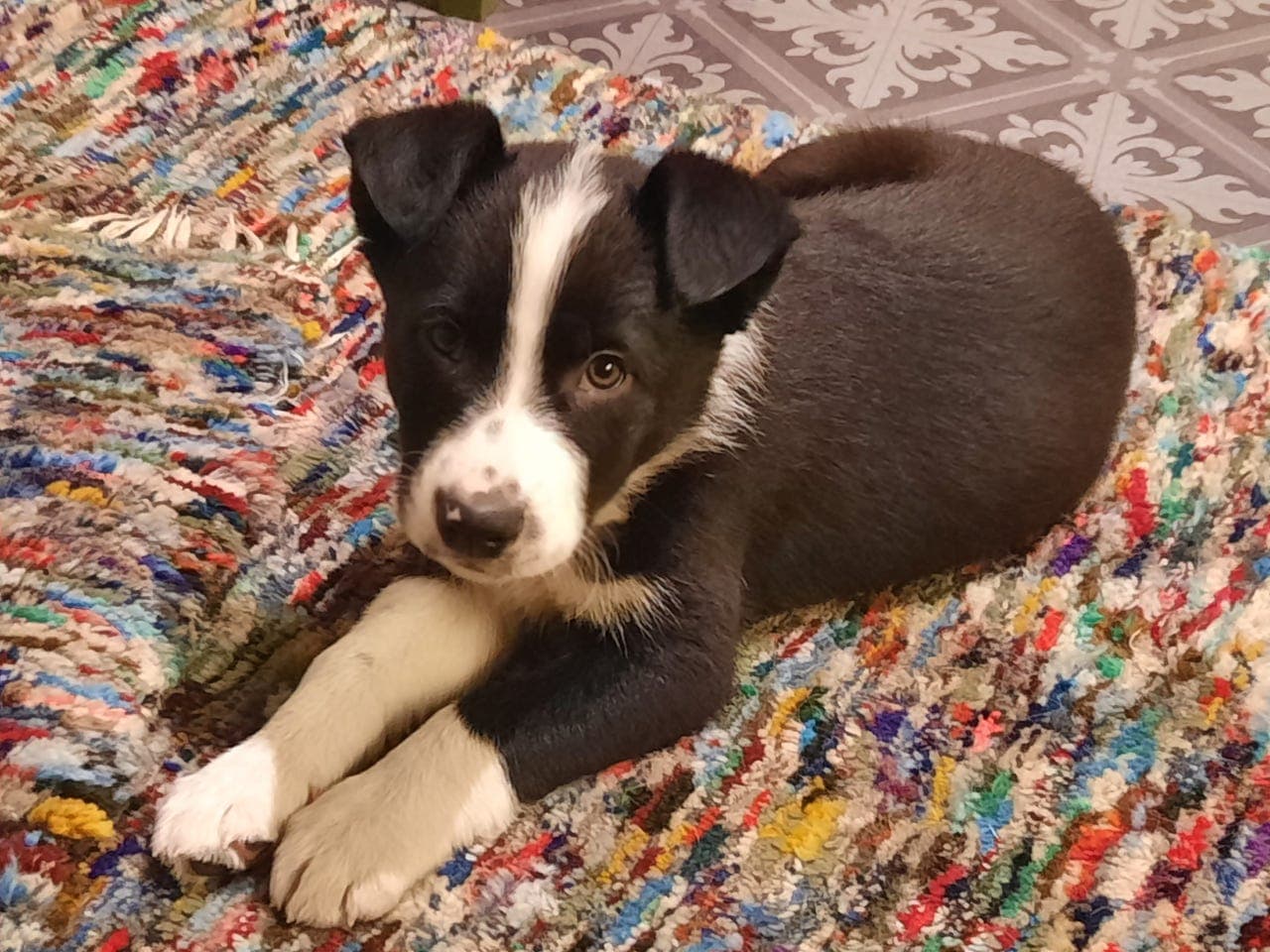 Border collie kvelpar til sals