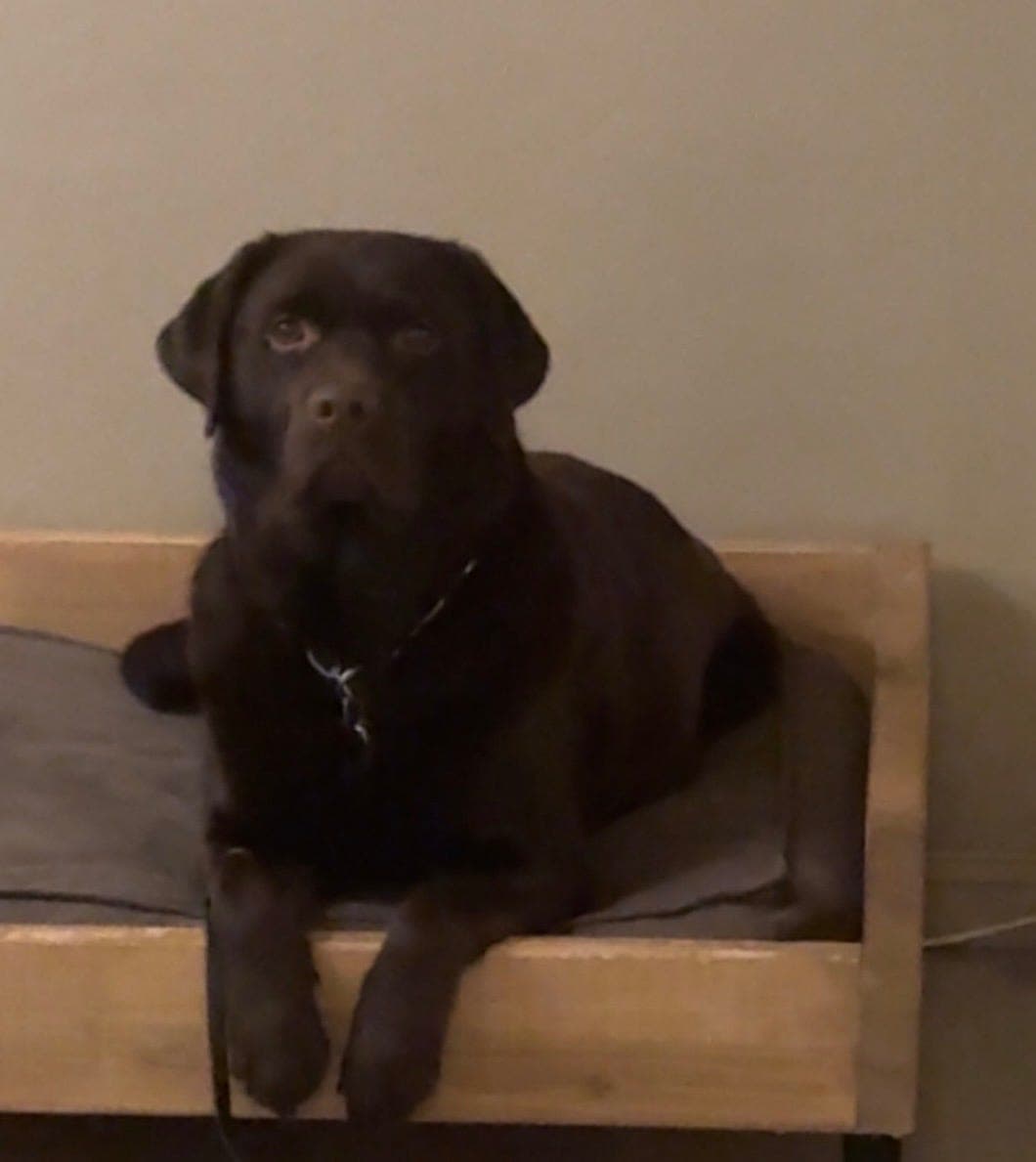 Labrador valper selges!