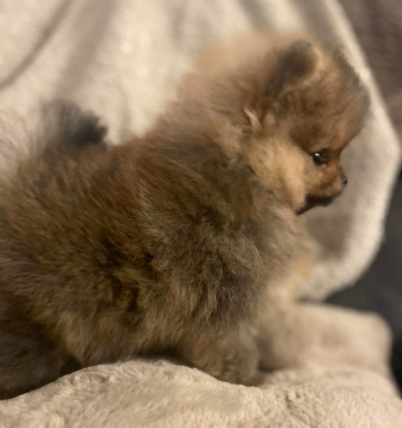 Pomeranian valper - Pom Hotmas NKK registrert