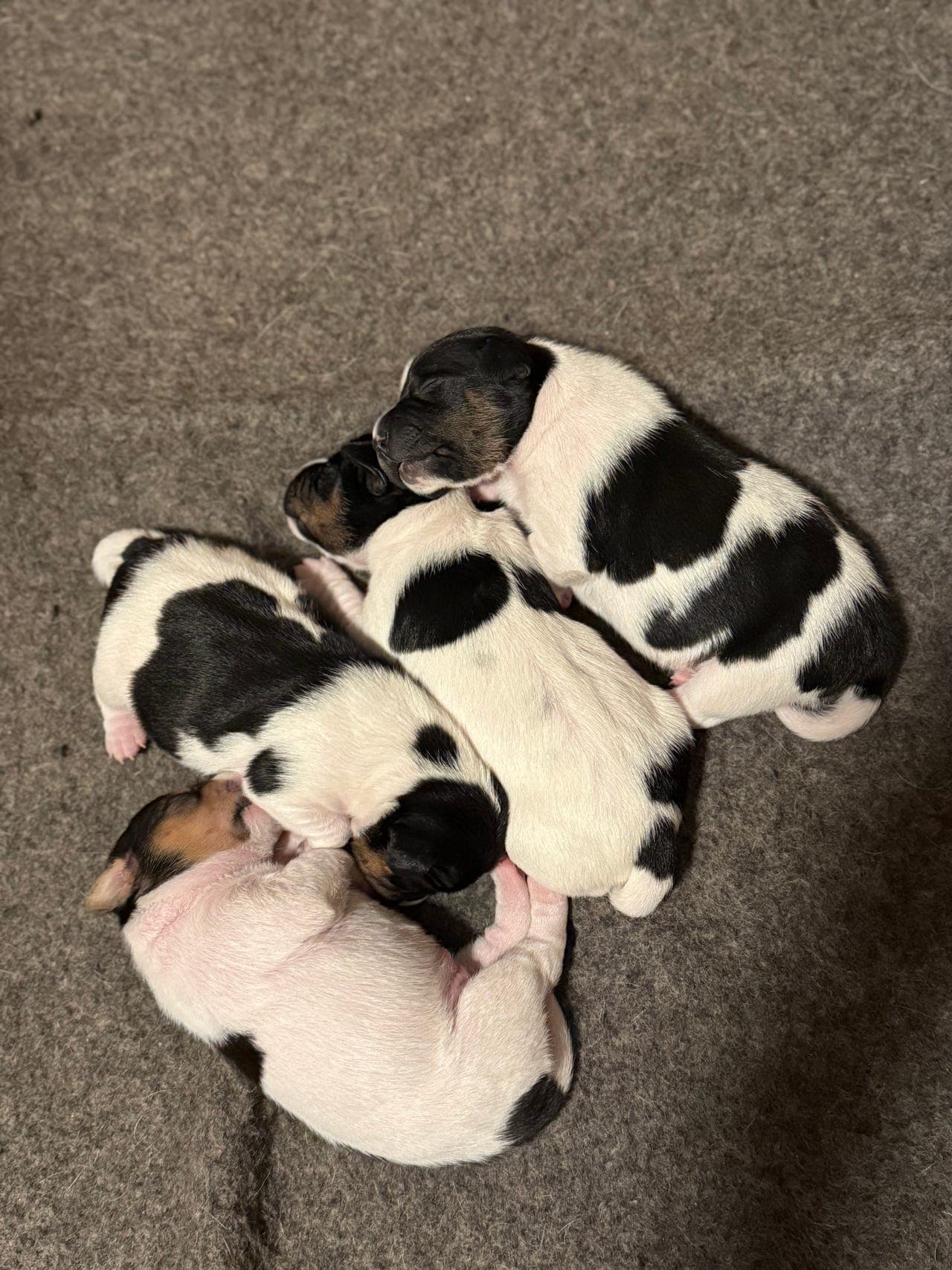 Dansk-Svensk Gårdshund valper