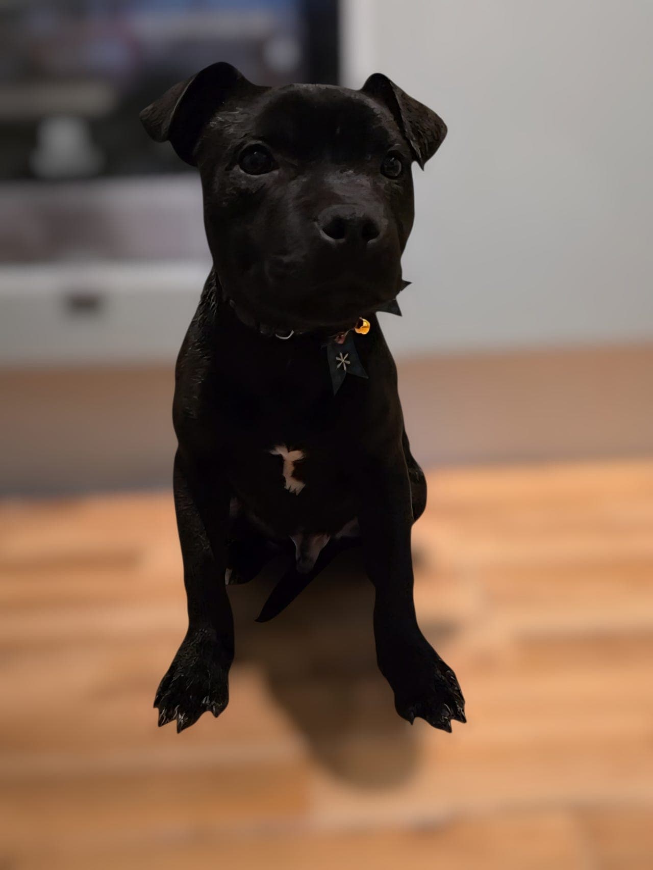 Staffordshire bull terrier hannhund 5 måneder