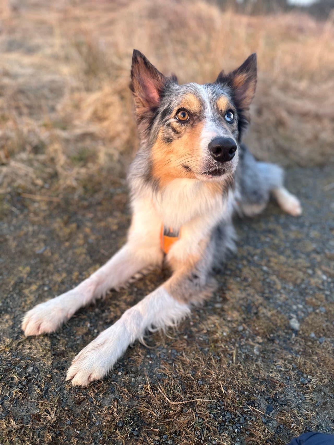 Bulle søker nytt hjem!