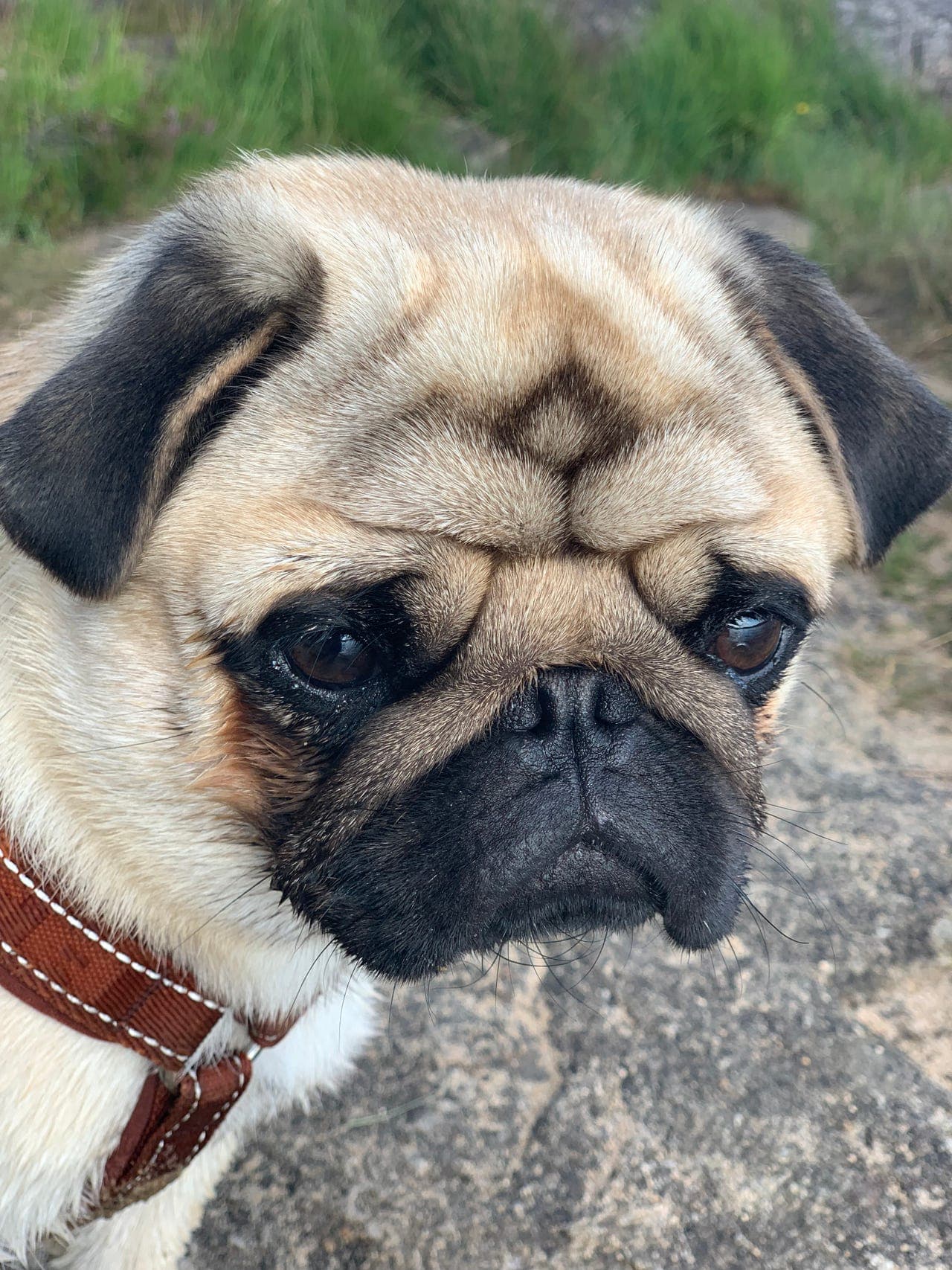 Mopsen willy omplasseres