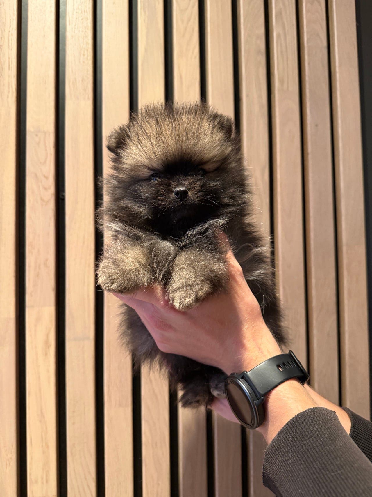 Pomeranian