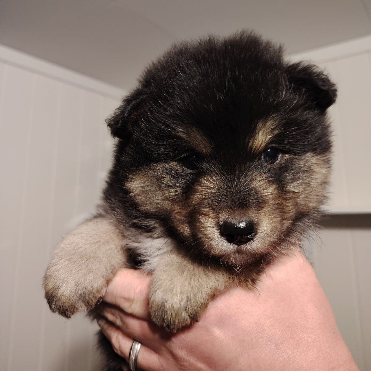 Finsk lapphund - Valper