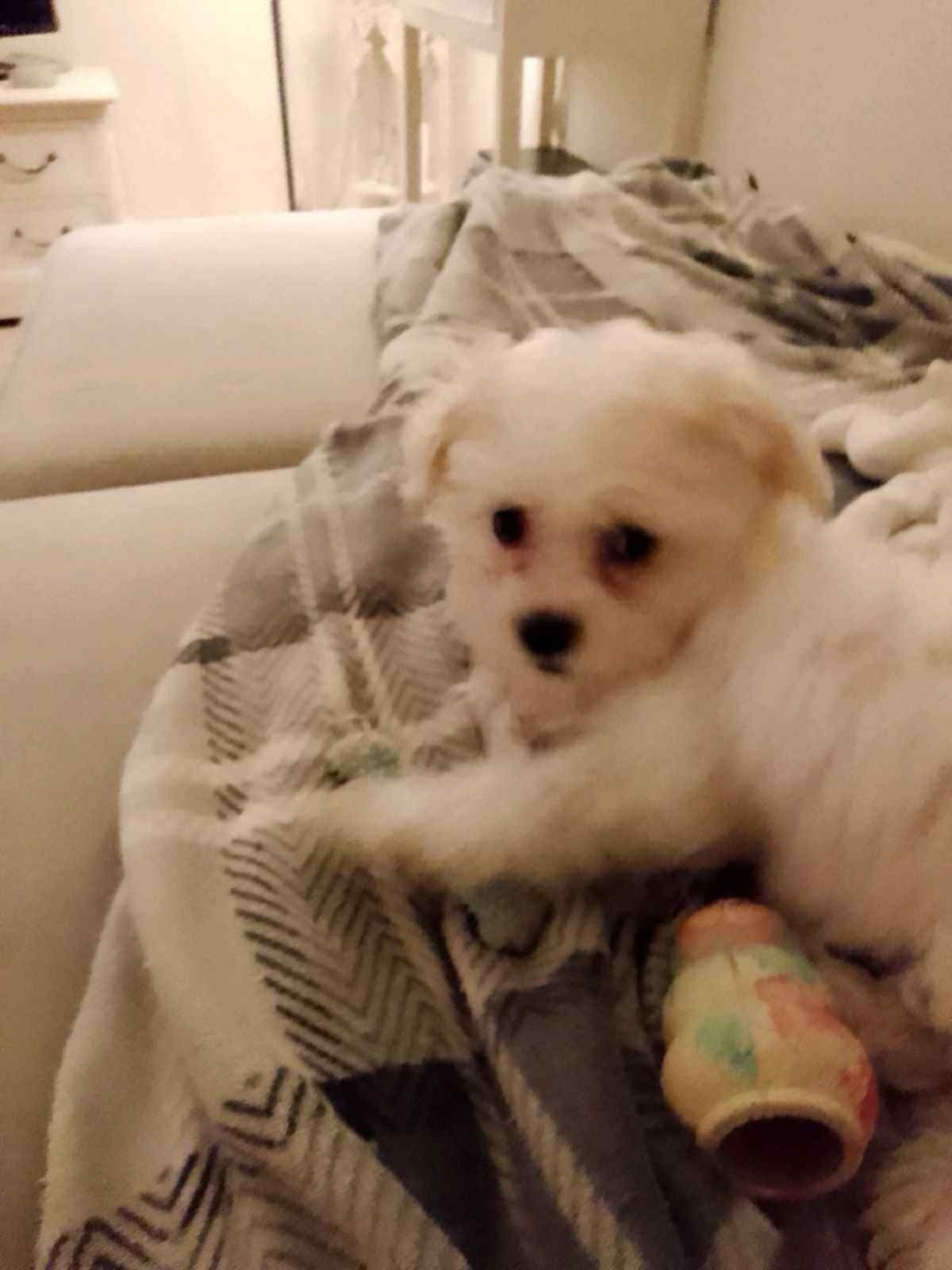 Bichon havanais 10 uker tispe