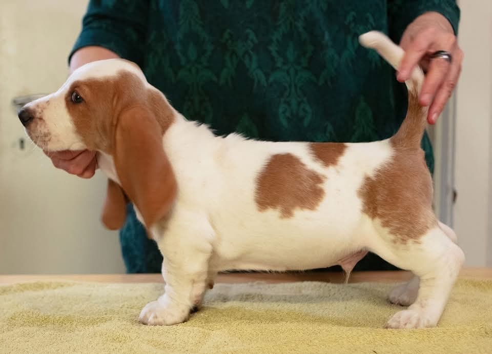 Basset Hound valper leveringsklare.