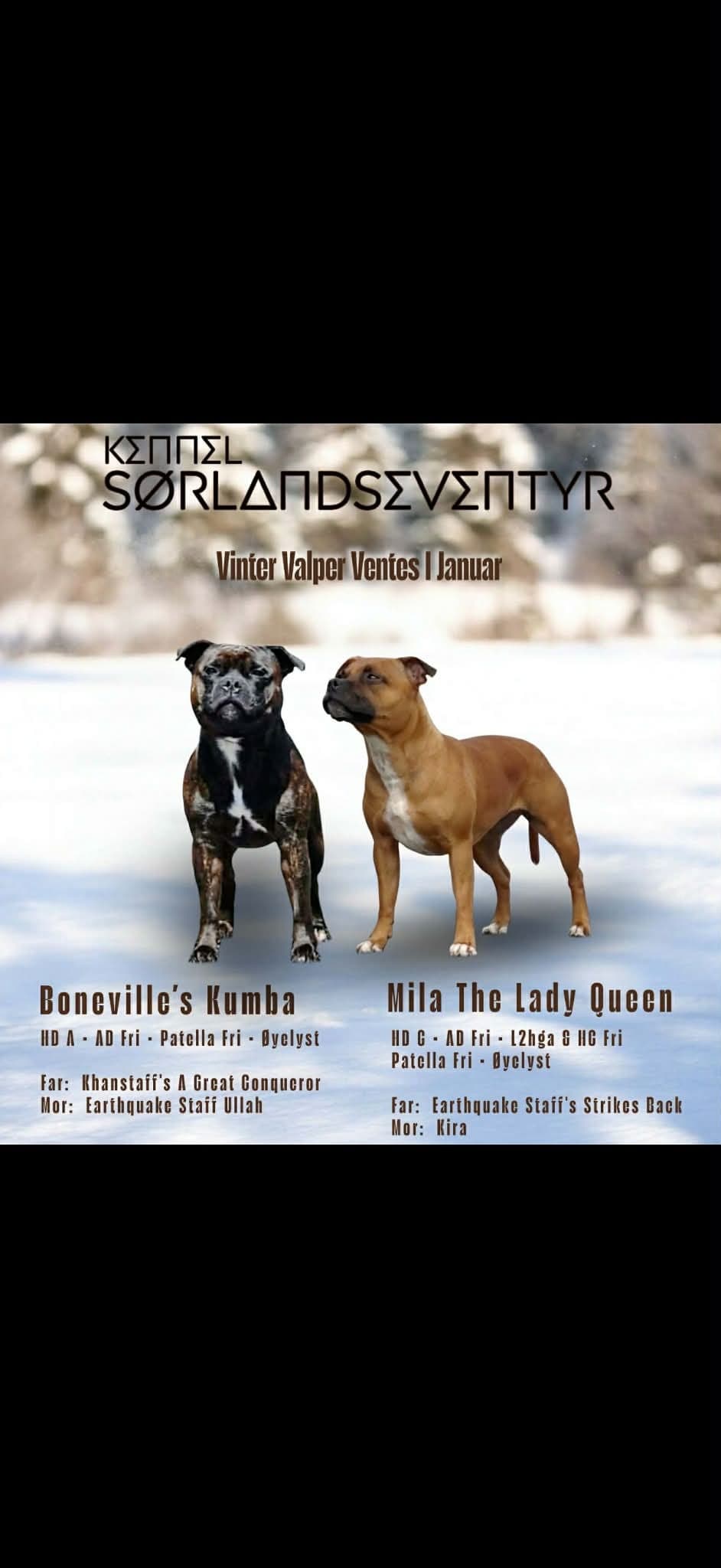 Staffordshire bull terrier