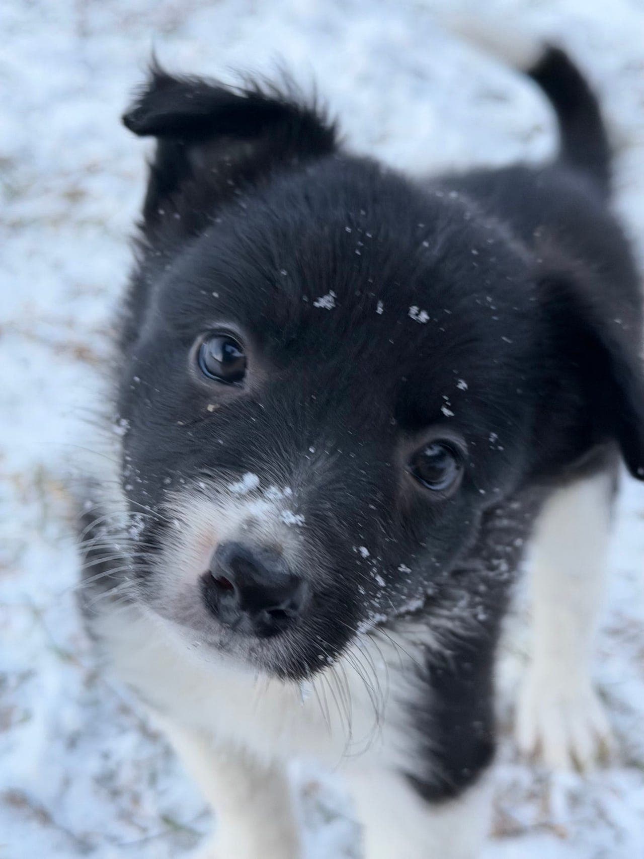 Leveringsklare border collie valper