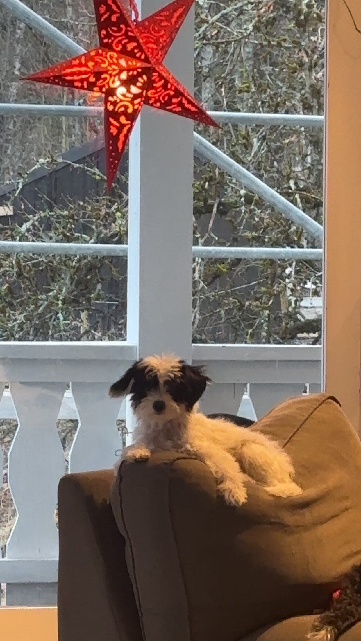 Renraset Chinese crested