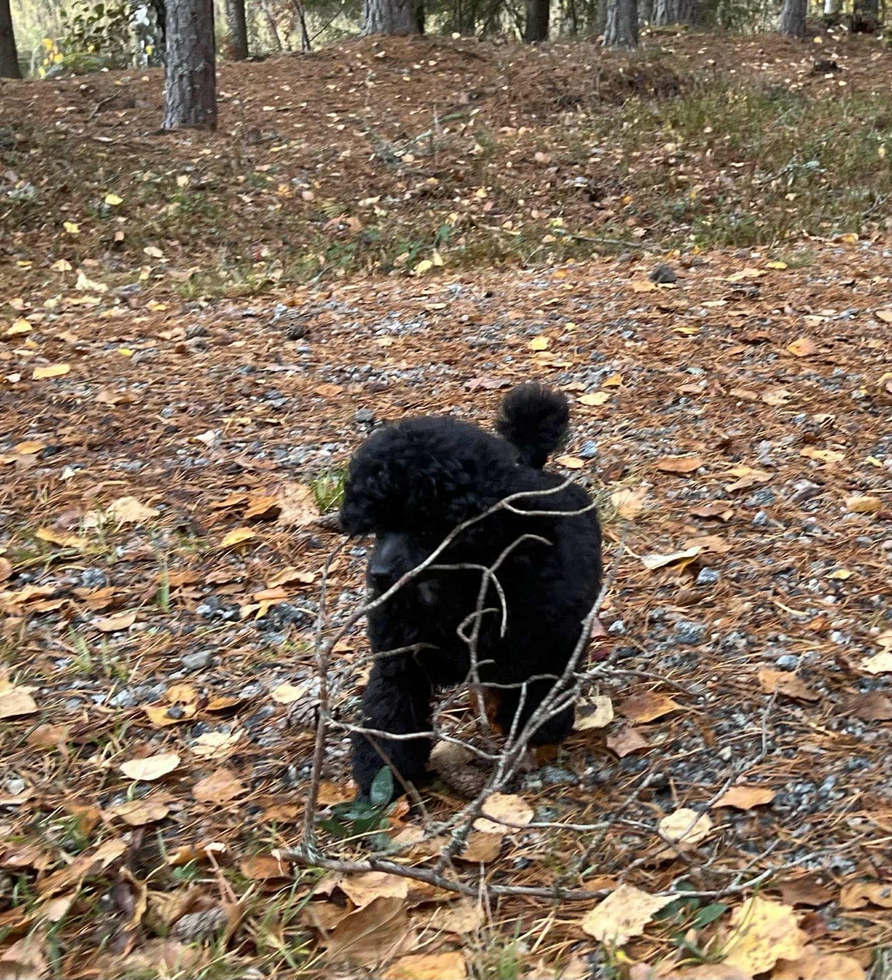 Forvert søkes til svart dvergpuddel tispe