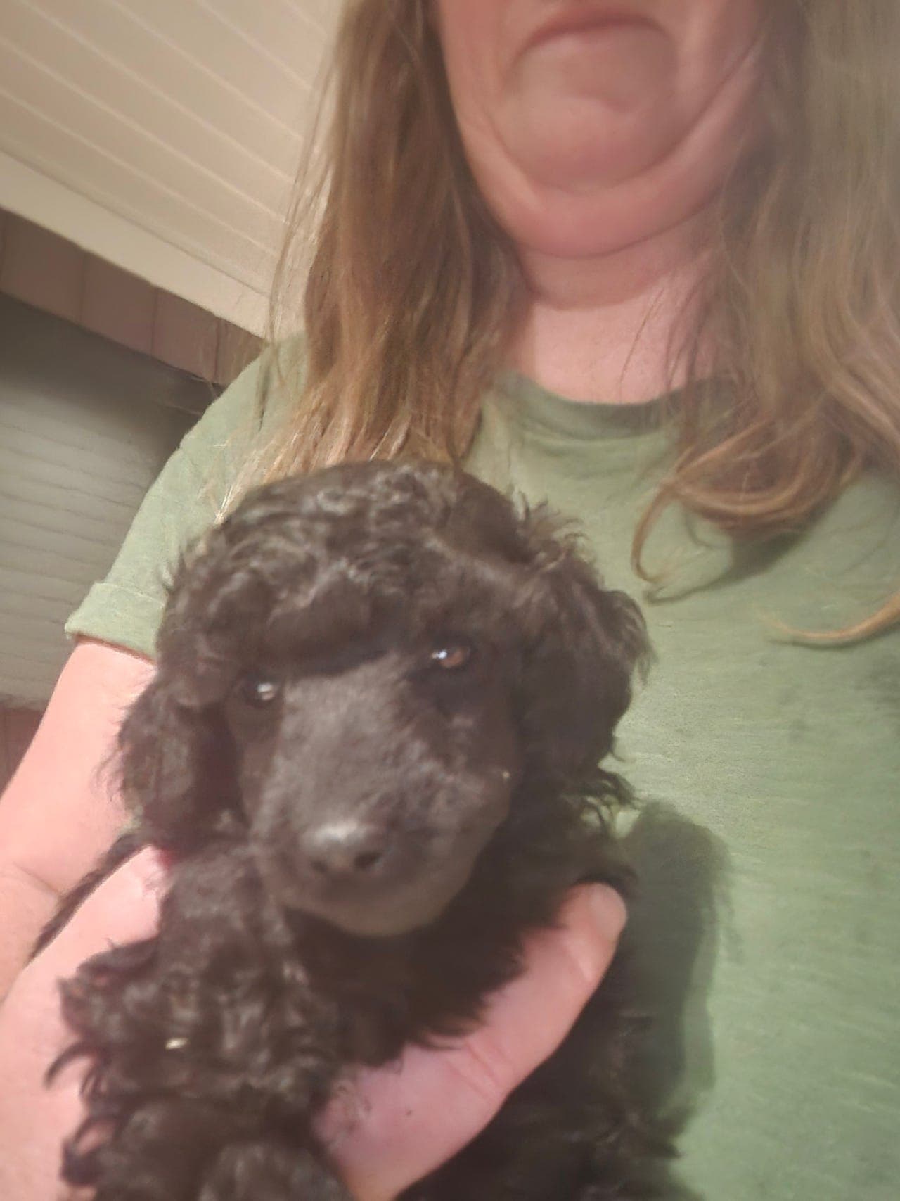 Dvergpuddel hannvalp til salgs