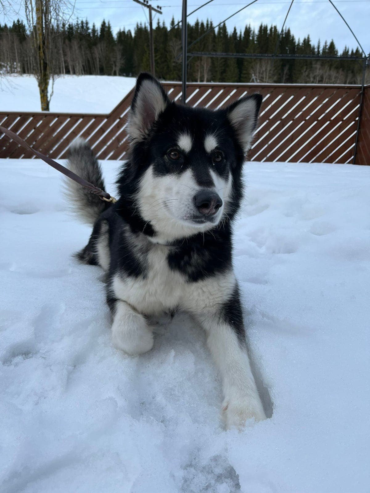 Alaskan Malamute vurderes omplassert
