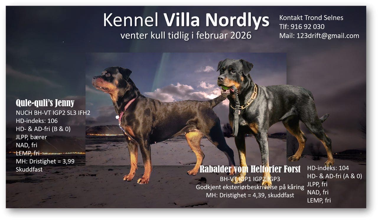 Sosiale og driftige rottweilervalper