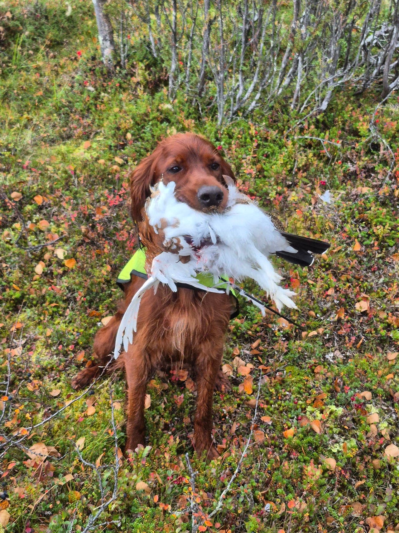 Irsk setter hannvalp  leveringsklar medio mars