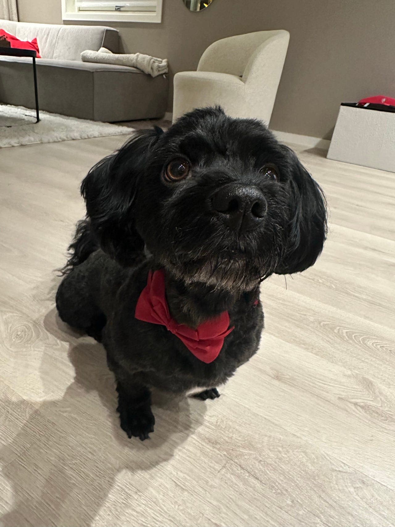 Kjærlig hjem søkes til vår 4 år gamle Bichon Havanais-gutt