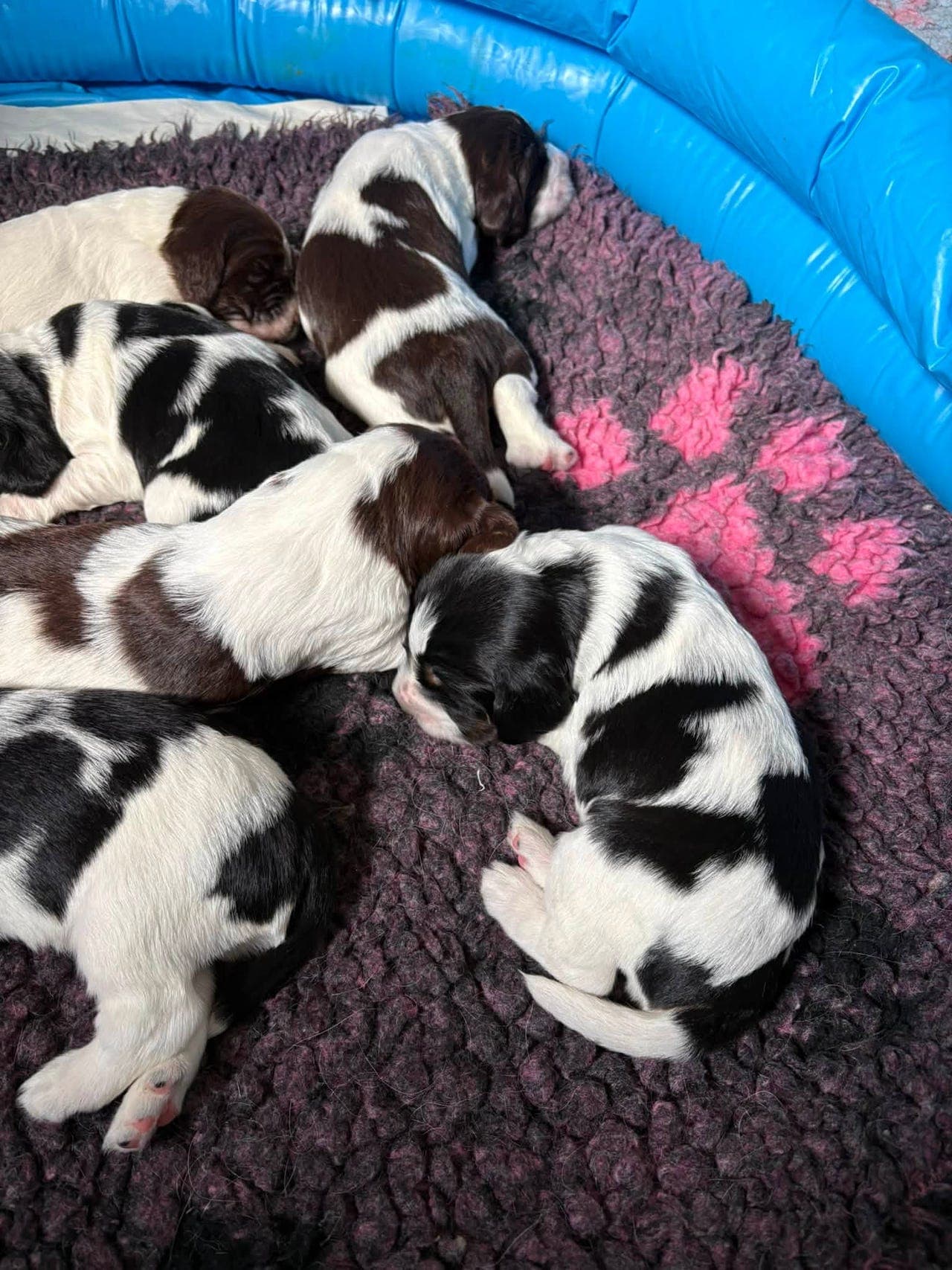 Engelsk Springer Spaniel hann valp til salgs