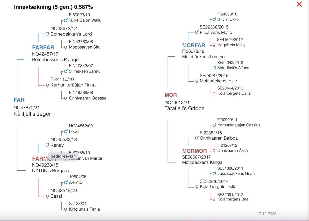 Jamthund / Jämthund