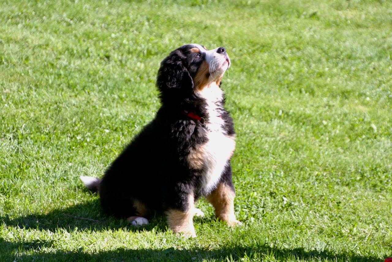 Berner sennen valper