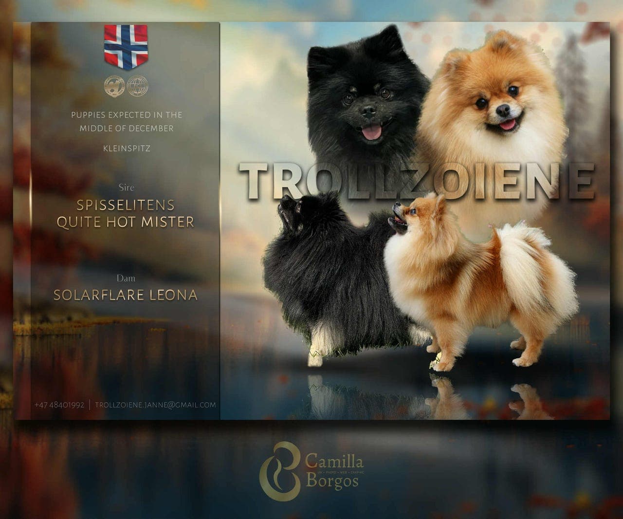 Nydelig kleinspitz gutter