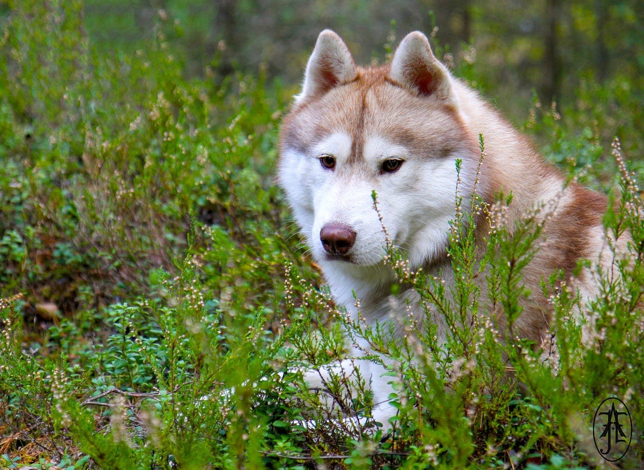 Nordlys søker nytt hjem